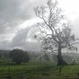 Arbre dans la lumière